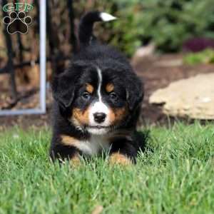 Jewel, Bernese Mountain Dog Puppy